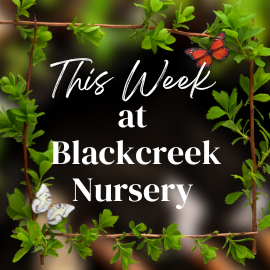 Blackcreek This Week!