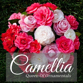 Blackcreek Camellias
