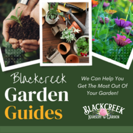 Blackcreek Garden Guide